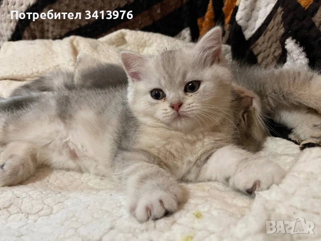 Британски сребърни котенца