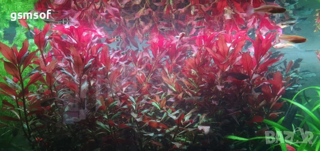 Растение за аквариум Ludwigia Super Red 10 стръка сет, снимка 2 - Други - 54218058