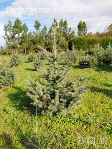 Коледна чудна елха за дома и градината , снимка 4 - Градински цветя и растения - 52532779