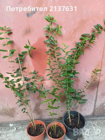 СТУДОУСТОЙЧИВ НАР в САКСИЯ сорт  Wonderful , снимка 1