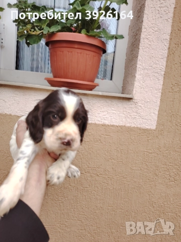 Спрингер Шпаньол , снимка 5 - Шпаньоли - 52334906