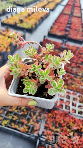 Седум Триколор, Sedum Spurium Tricolor, снимка 6 - Градински цветя и растения - 49945477