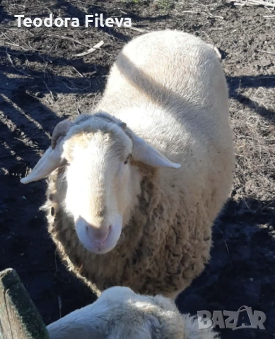 Продавам коч, снимка 3 - Овце - 53257900