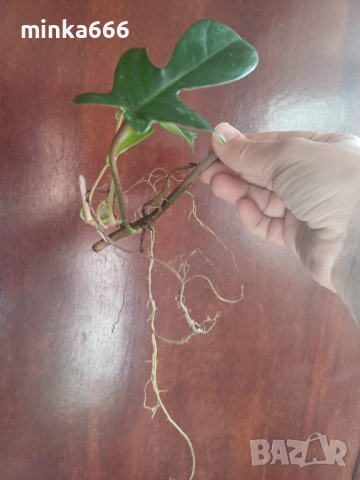 Филодендрон Флорида с корени