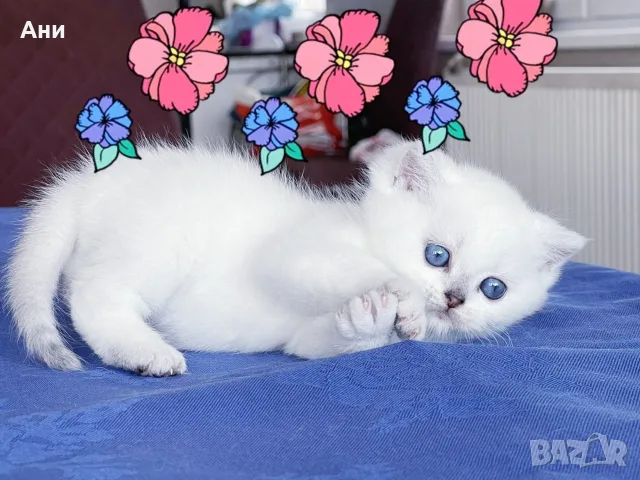 Котенца гледани със Истинска Обич 