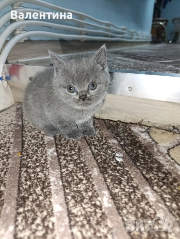 Британска късокосместа, снимка 10 - Британска късокосместа - 52705749