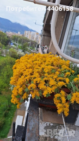 продавам сукуленти, снимка 3 - Градински цветя и растения - 54329114