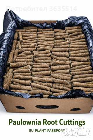 Пауловния БГ ООД фиданки Shan Tong – промо пакети и коренови резници, снимка 3 - Разсади - 53907322