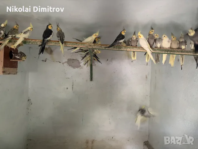 Корели и други птици