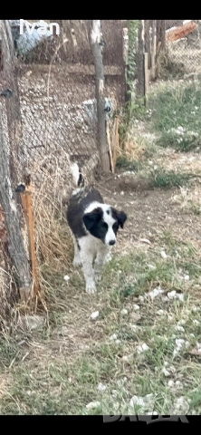 Женска Каракачанка, снимка 1