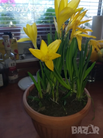 ЦВЕТЯ В САКСИЯ 1910251229, снимка 12 - Градински цветя и растения - 52105462