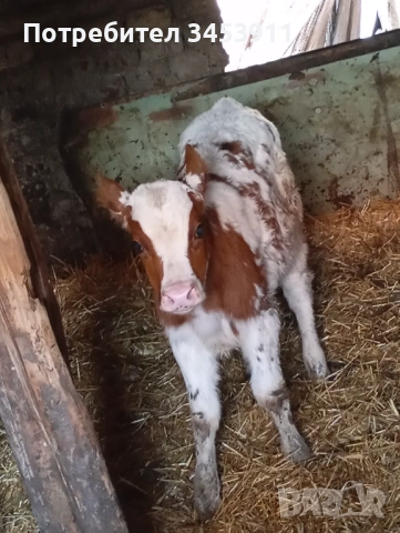 Мъжко на 2 месеца 