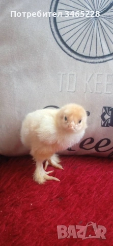 пиленца Брама,бял легхорн и Шабо , снимка 2 - Кокошки и пуйки - 54311238