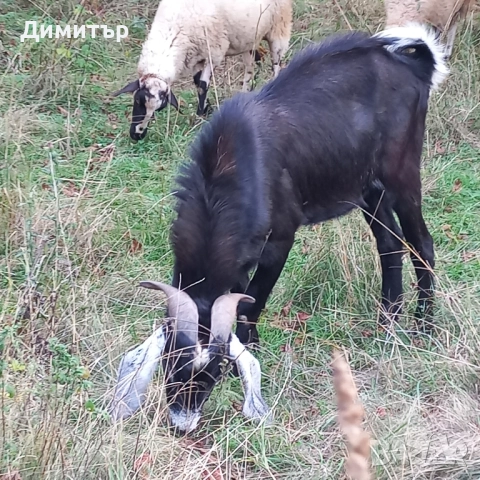 Англонубийски пръч , снимка 9 - Кози - 51702599