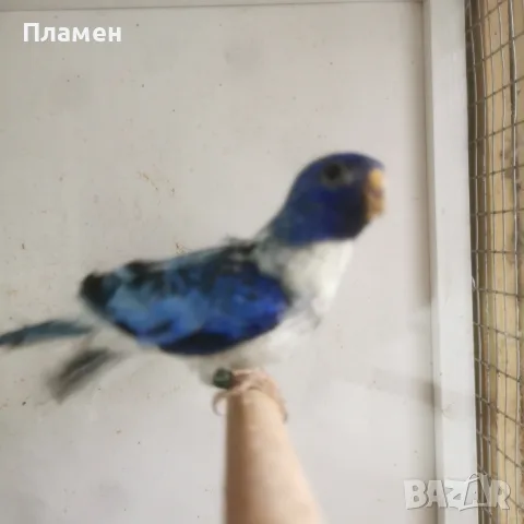 Неофема Сплендида, снимка 5 - Папагали - 56272778