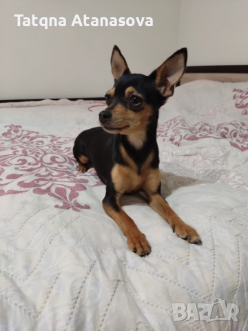 Продавам мини пинчер , снимка 7 - Пинчер - 52531711