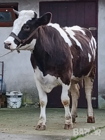 Продавам бременни юници 