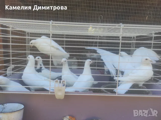 Бели гълъби млади ! 
