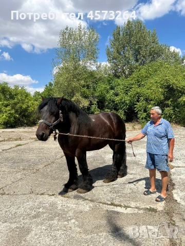 Тежковоз першерон, снимка 1