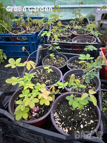 Шоколадова лоза Акебиа, снимка 4 - Градински цветя и растения - 54300494