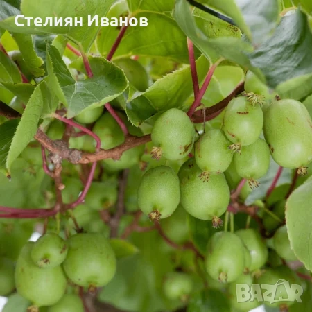 Голо, студоустойчиво киви (Actinidia arguta 'Issai'), снимка 3 - Градински цветя и растения - 52354308