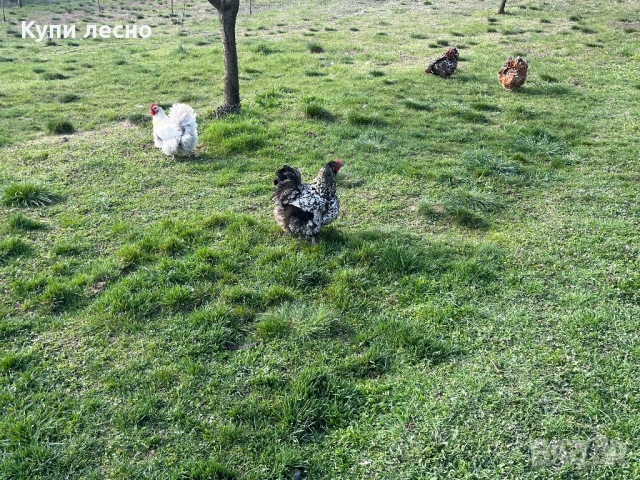 Яйца от орпингтон , снимка 3 - Кокошки и пуйки - 54006189