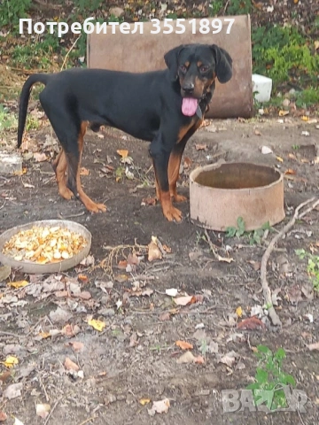 Продавам две гончета , снимка 2 - Гонче - 53010499