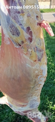 ярета за клане трупно и цели, снимка 3 - Кози - 54137883