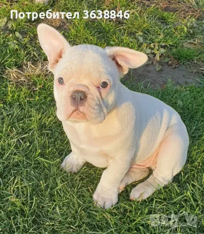 Френски фулдог, снимка 3 - Френски булдог - 48752191
