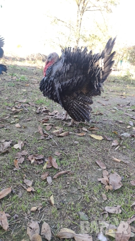 Мисирки, снимка 6 - Кокошки и пуйки - 52568955