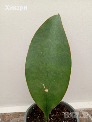 Sansevieria Masoniana - Whale fin ( Сансевиера Китова перка ), снимка 4 - Стайни растения - 51888121