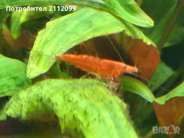 Чери скариди ., снимка 3 - Рибки - 53903247