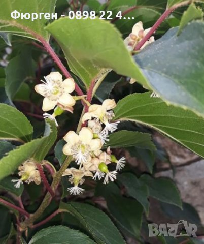 Киви Actinidia arguta Issai - МИНИ КИВИ – малко познато и много вкусно!, снимка 11 - Разсади - 38164416