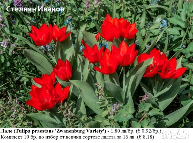 БОТАНИЧЕСКИ ЛАЛЕТА – ЛУКОВИЦИ, снимка 15 - Сортови семена и луковици - 52372825