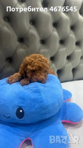 Той Пудел момче, снимка 2 - Пудели - 53003096