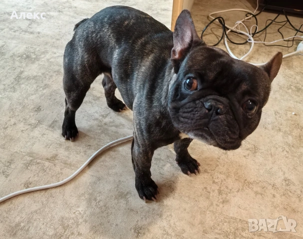 Френски булдог на 3 години