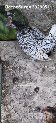 продавам ярки и петли зибрайт, снимка 7 - Кокошки и пуйки - 50129003