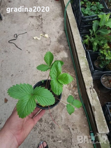 ЯГОДA АТИЛА - ГОРСКА, снимка 4 - Разсади - 51946760