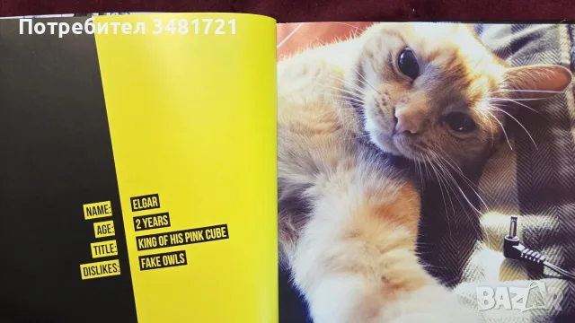 Cat Selfies албум     , снимка 5 - Изкуство, музика, кино и фотография - 55817036