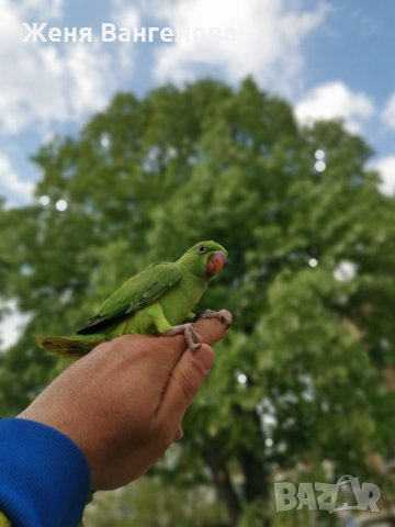 Малък александър, снимка 14 - Други - 34363436