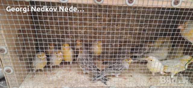 Продавам канари , снимка 9 - Канари - 52758060