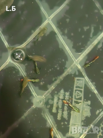 Гупи дъмбо мозайка