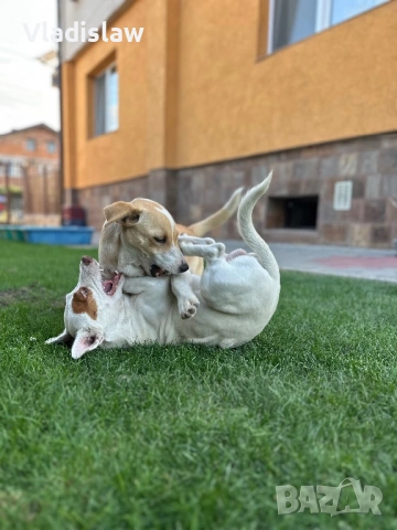 Джак ръсел бебета, снимка 7 - Джак ръсел териер - 53292063