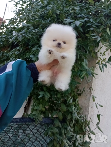 Чисто бял мъжки Померан. Реални снимки от 19.12.25 г., снимка 4 - Померан - 52809073