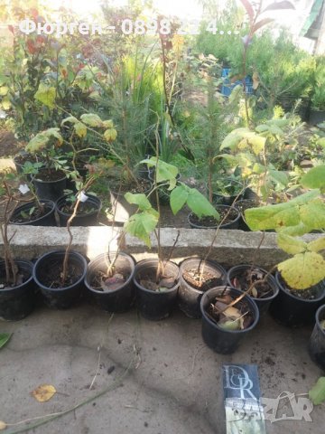 Малини микс - Сортови, снимка 10 - Разсади - 37824388