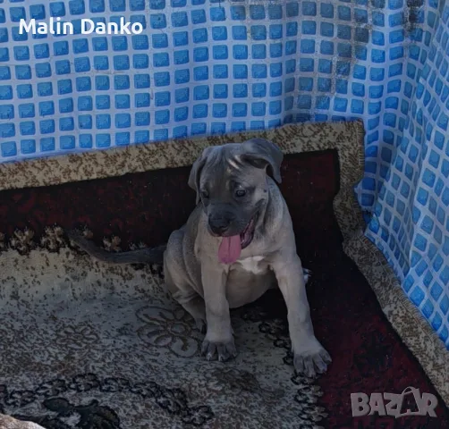Малки Кане корсо, снимка 2 - Кане корсо - 56355870