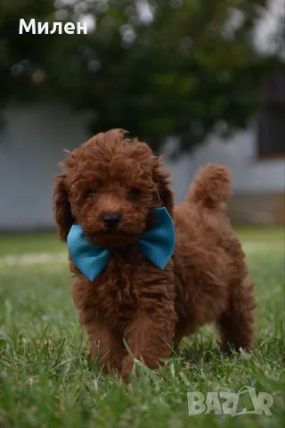 Той пудел Toy poodle, снимка 4 - Пудели - 55006000