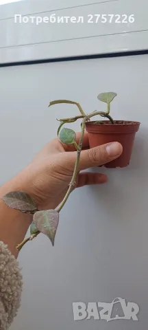 Hoya sunrise,хоя сънрайз , снимка 4 - Стайни растения - 56514828