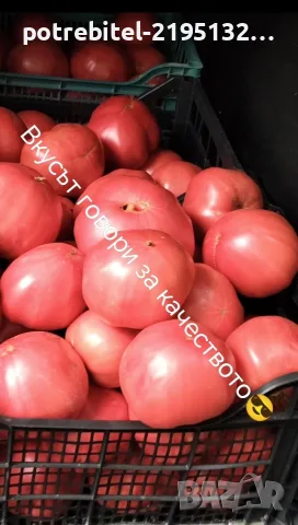 Розов Селски не хибриден домат, снимка 7 - Домашни продукти - 55730136