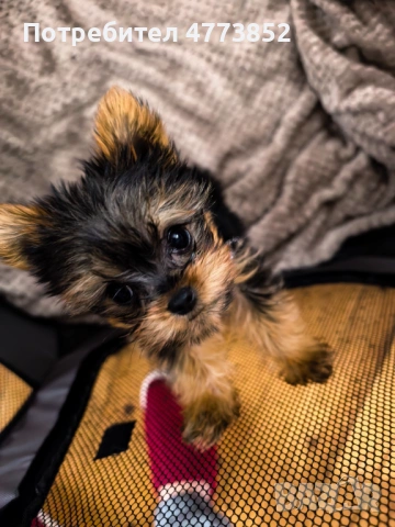 Малки кутрета